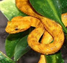 Eyelash Palm Pitviper