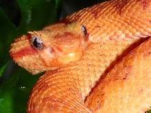 Eyelash Palm Pitviper