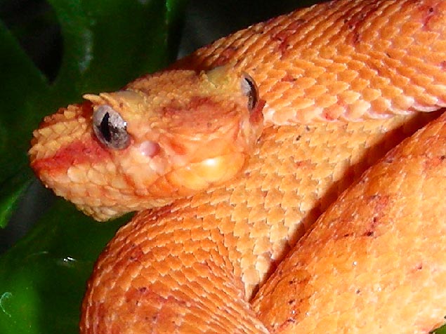 Eyelash Palm Pitviper