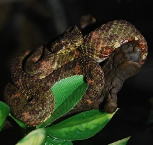 Eyelash Palm Pitviper