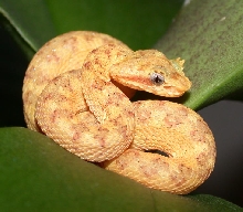 Eyelash Palm Pitviper