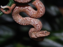 Eyelash Palm Pitviper