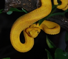 Eyelash Palm Pitviper