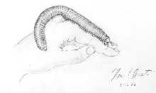 Orange Millipede Sketch