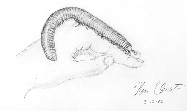 Orange Millipede Sketch