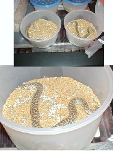 Javelin Sand Boa Hatchlings