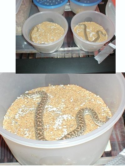 Javelin Sand Boa Hatchlings