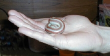 Rosy Ball