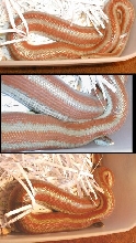 Gravid Rosy