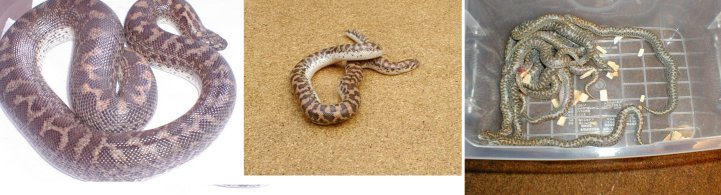 Javelin Sand Boas