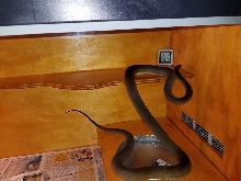 Female