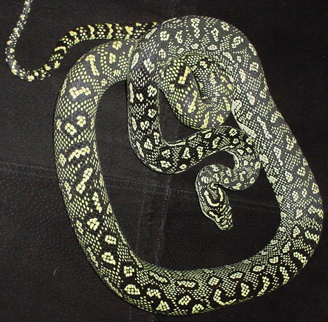 75% Diamond Python