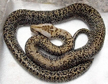 Granite Burm