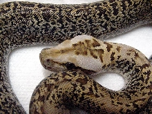 Granite Burm