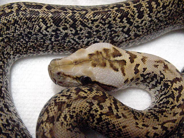 Granite Burm