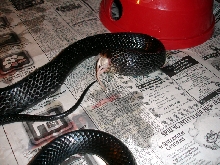 Indigo Feeding 2