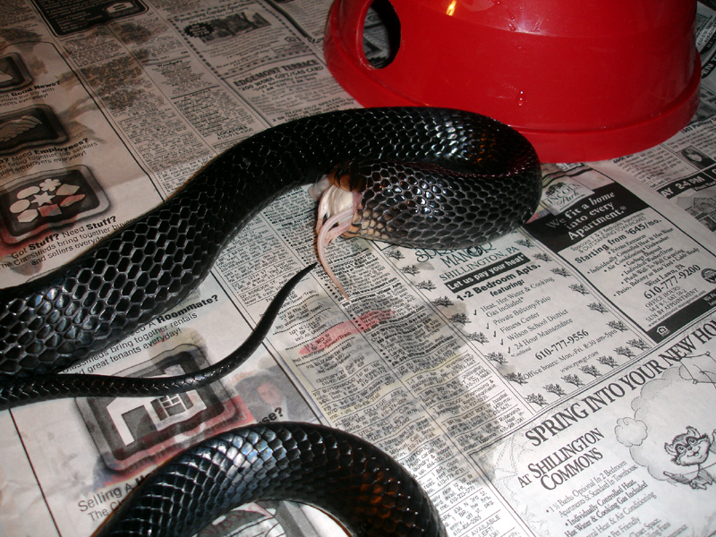 Indigo Feeding 2