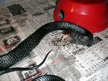 Indigo Feeding 3