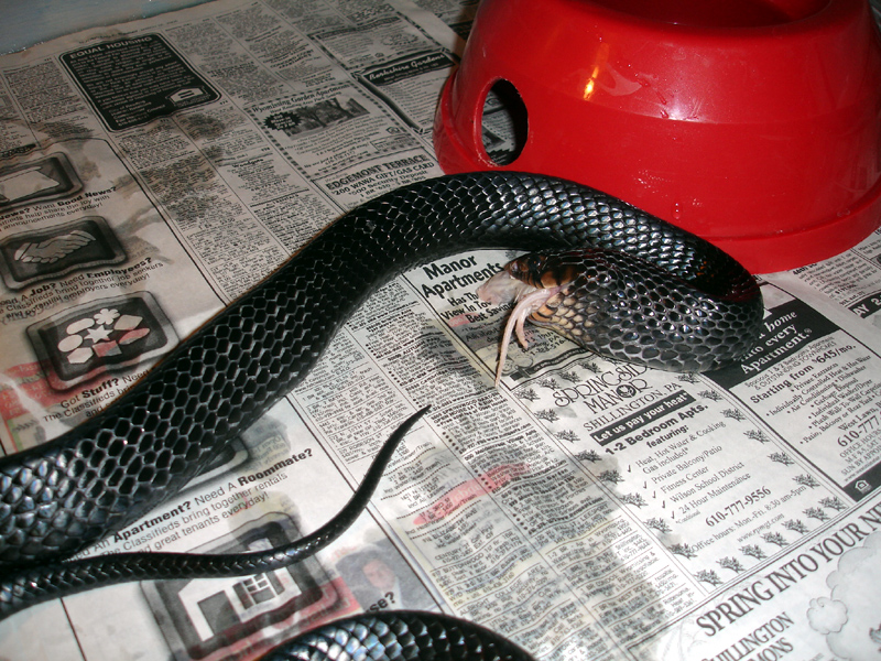Indigo Feeding 3