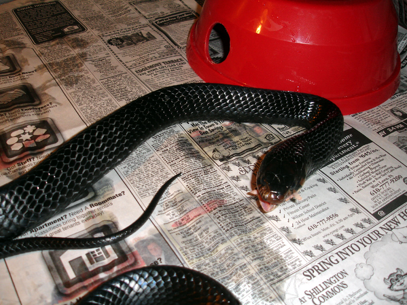 Indigo Feeding 4