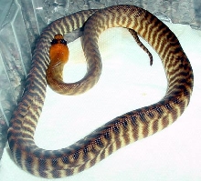 Woma Female