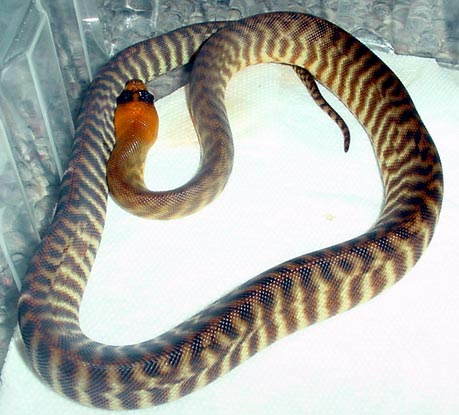 Woma Female