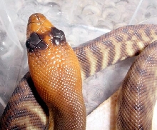 Woma Male