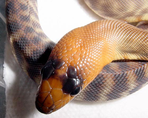 Woma Head shot