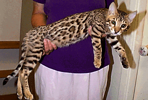 Spot as a youngster