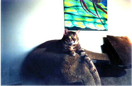 Spot- Lord of the living room