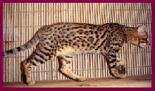 Spot at his old home
