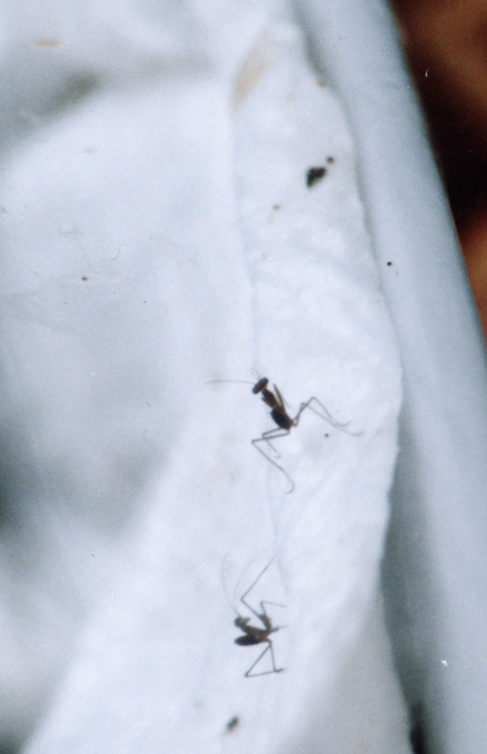 S centralis hatchlings