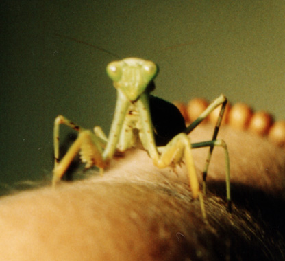 S centralis female