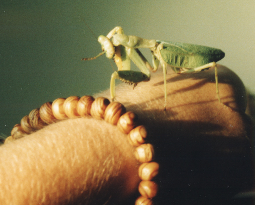 Sphodromantis centralis female