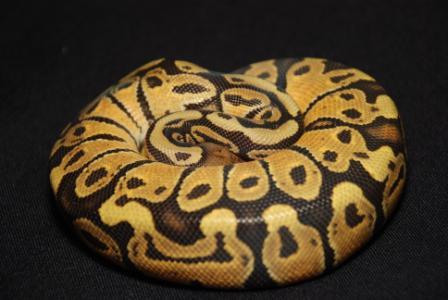 Male Citrus Ghost