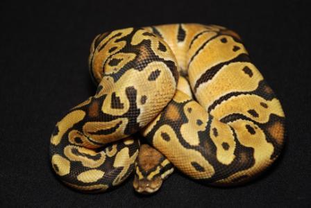 Female Citrus Ghost