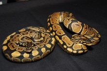 0.2 66% Caramel Albino
