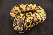 Desert male