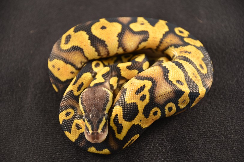 Desert male