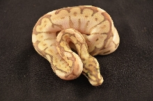 Hypo butter bee