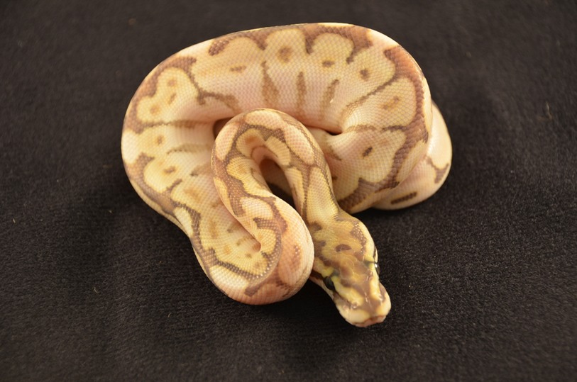 Hypo butter bee
