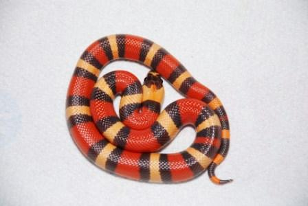 Apricot hypo pueblan F1
