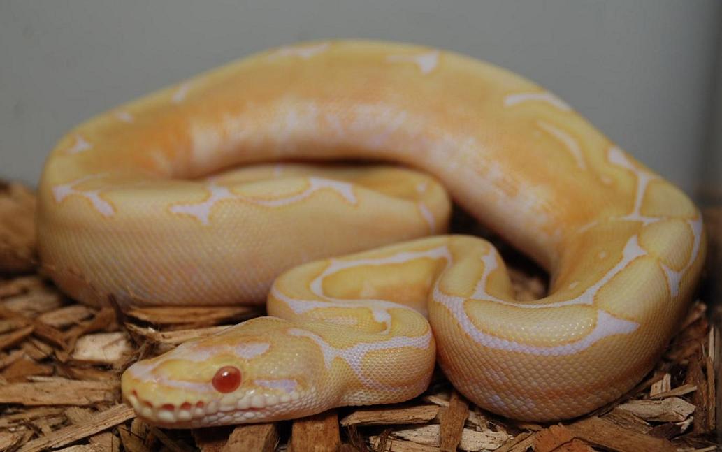 1 albino spider