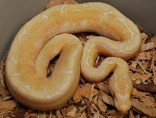 Albino spider