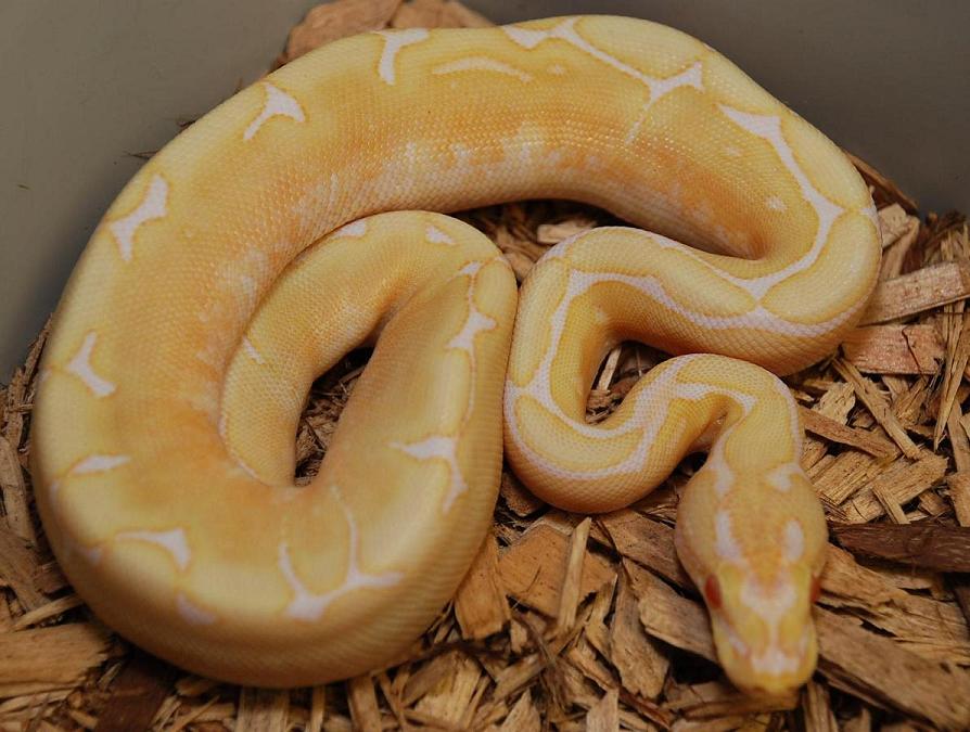 Albino spider