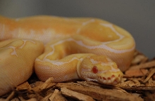 3 Albino spider