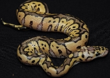 Clown pastel male