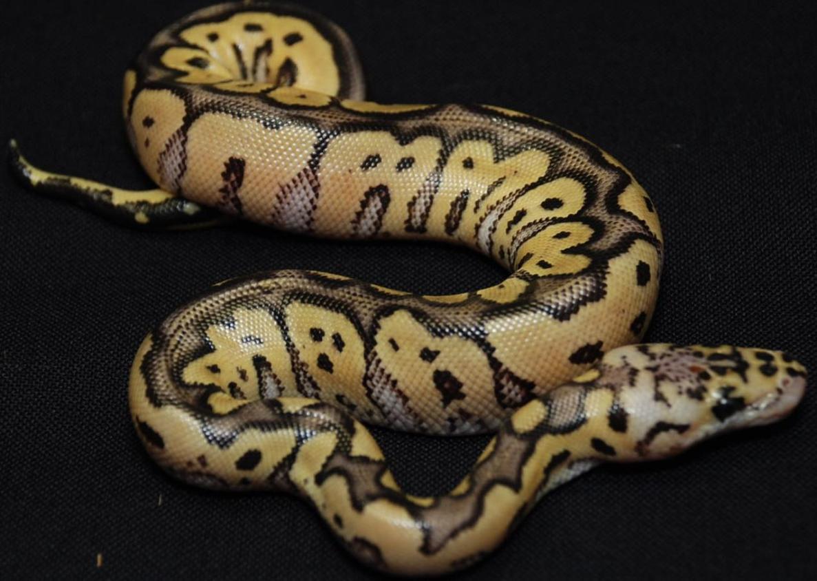 Clown pastel male