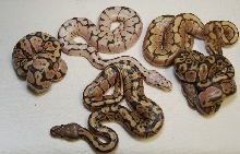 Humble group