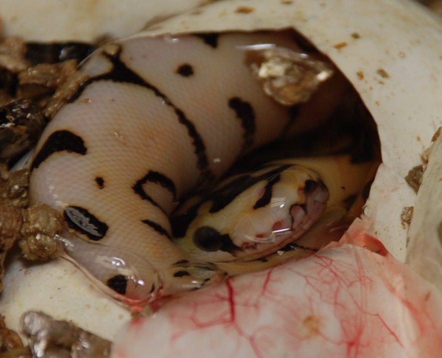 Desert Bee Egg